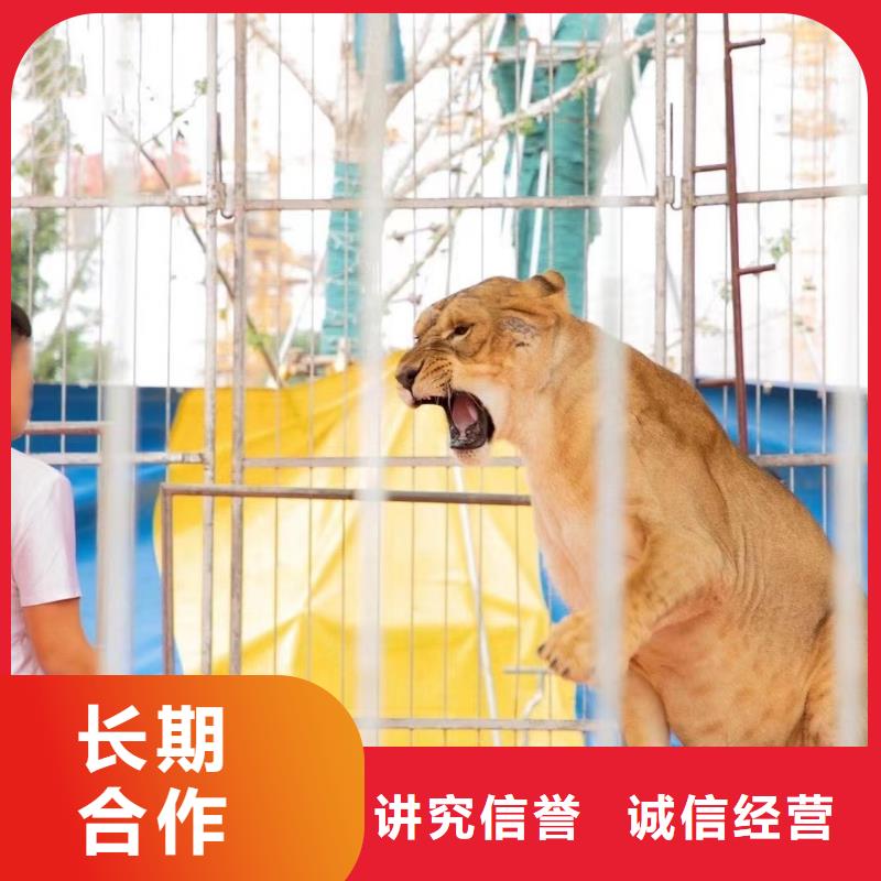 马戏团/羊驼 动物表演快捷