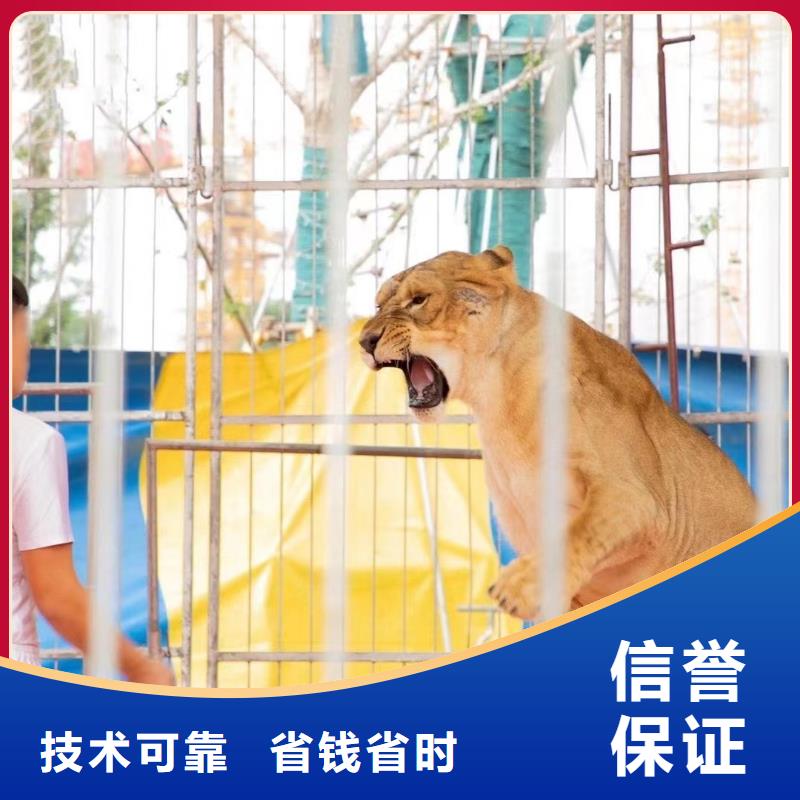 马戏团/羊驼 【出租马戏团表演】解决方案