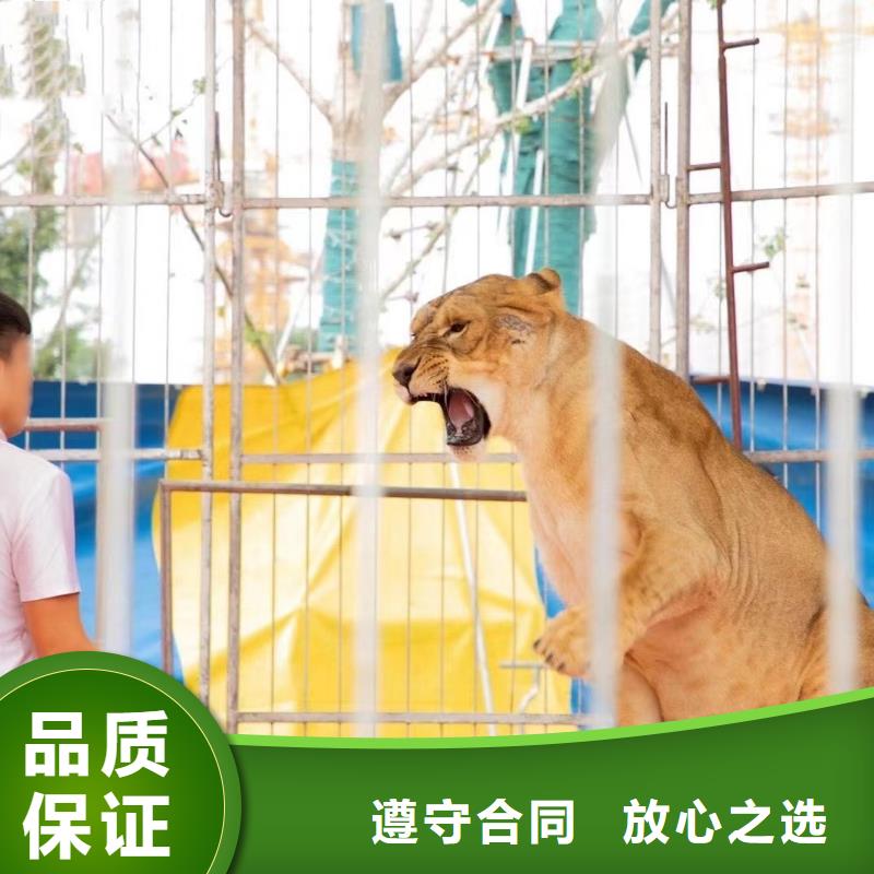 【马戏团/羊驼-萌宠动物展出租行业口碑好】