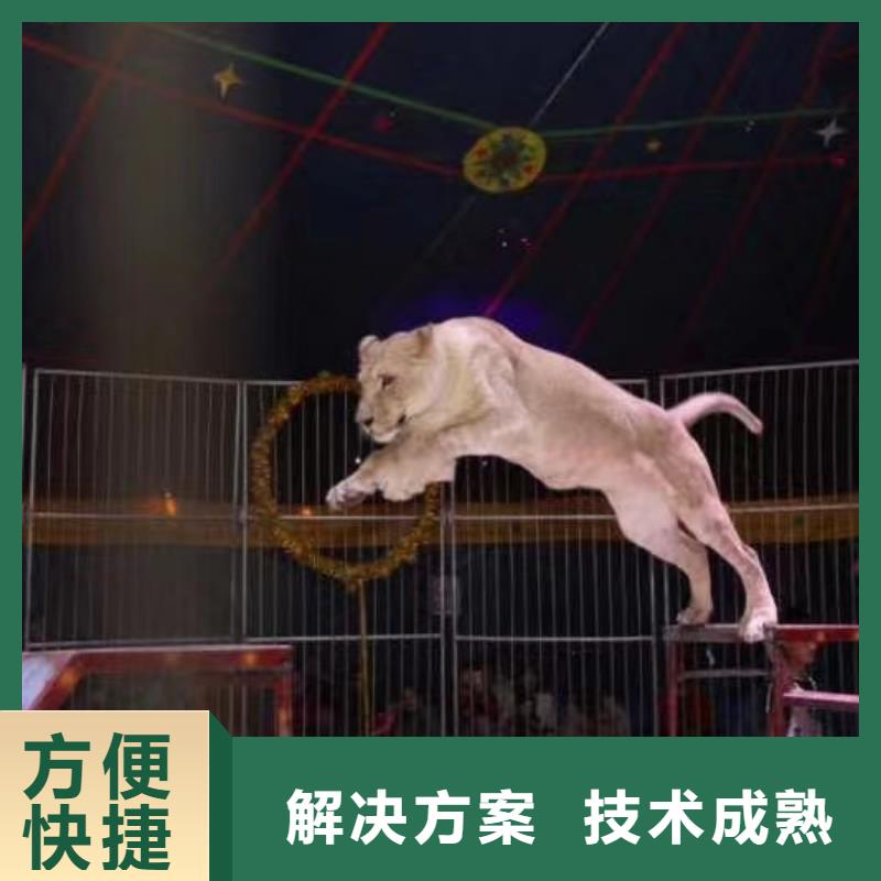 马戏团/羊驼【海狮表演出租】价格低于同行