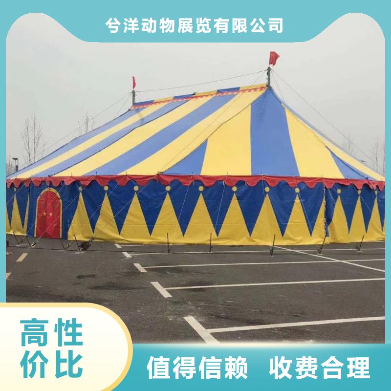 马戏团/羊驼出租羊驼专业
