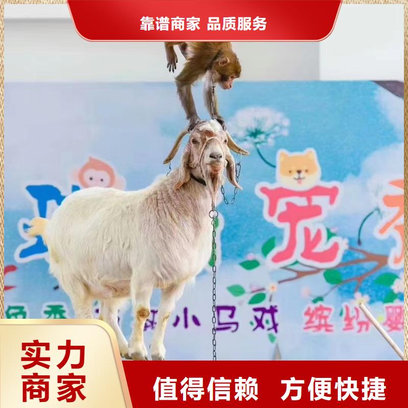 【马戏团/羊驼】小马戏出租团队