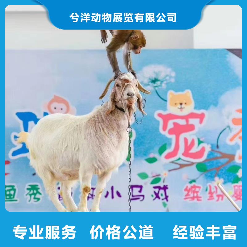 马戏团/羊驼,杂耍演出效果满意为止