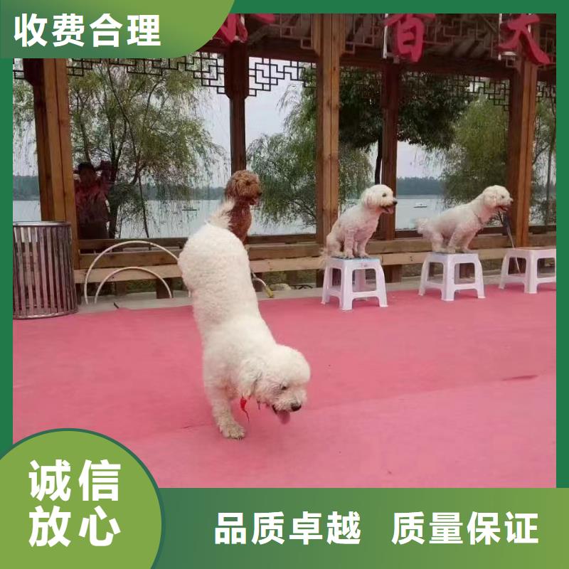 马戏团/羊驼-动物展览秀质优价廉