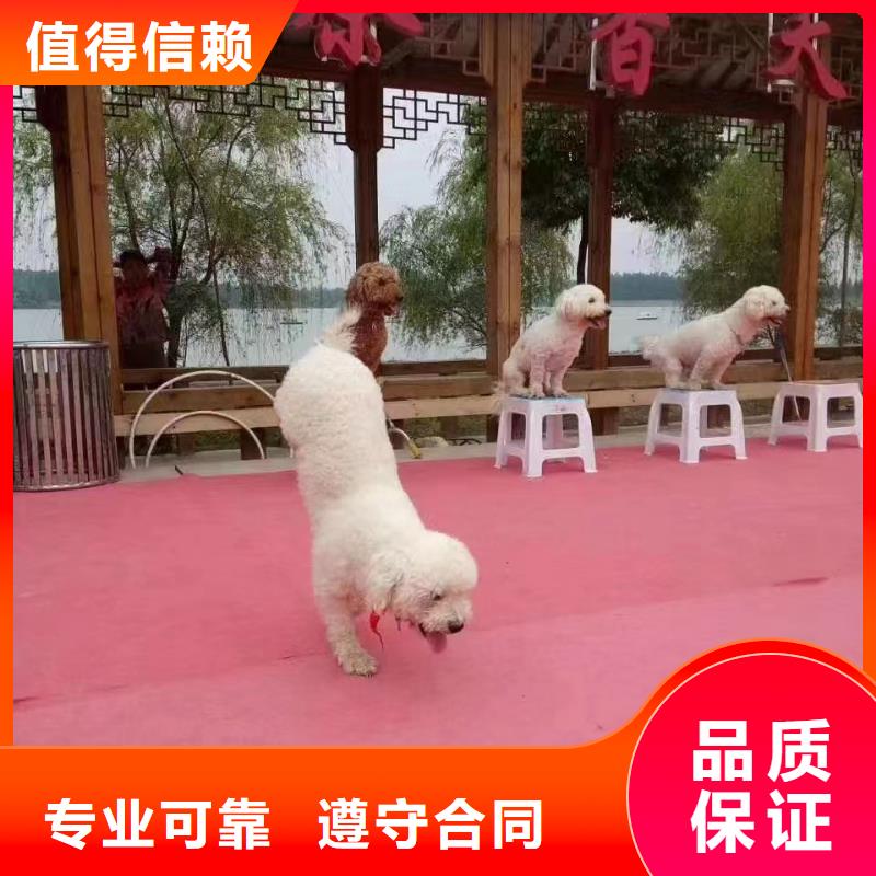 马戏团/羊驼马戏团表演出租租赁欢迎询价