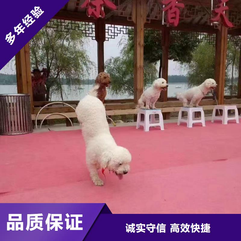 【马戏团/羊驼】 出租表演鹦鹉良好口碑