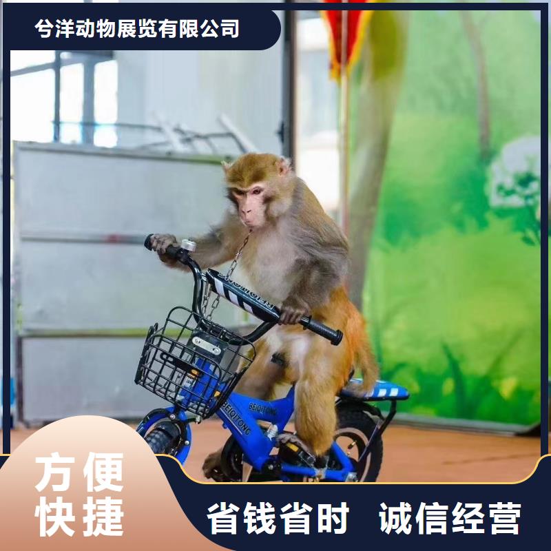 马戏团/羊驼海洋展租赁正规公司