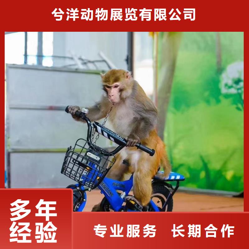 马戏团/羊驼马戏团表演价格美丽
