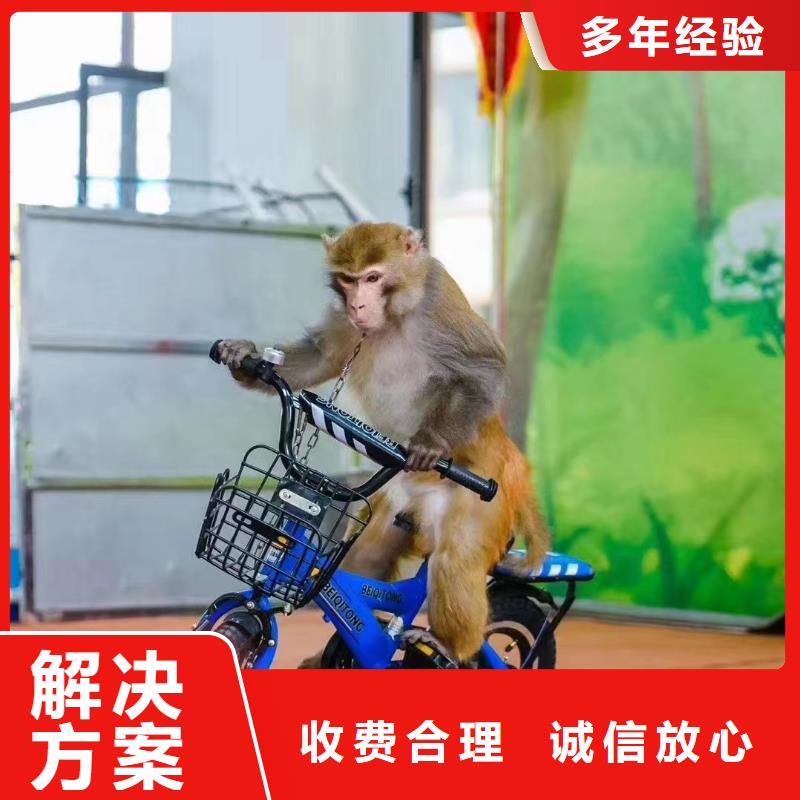 马戏团/羊驼,美人鱼表演2025公司精心