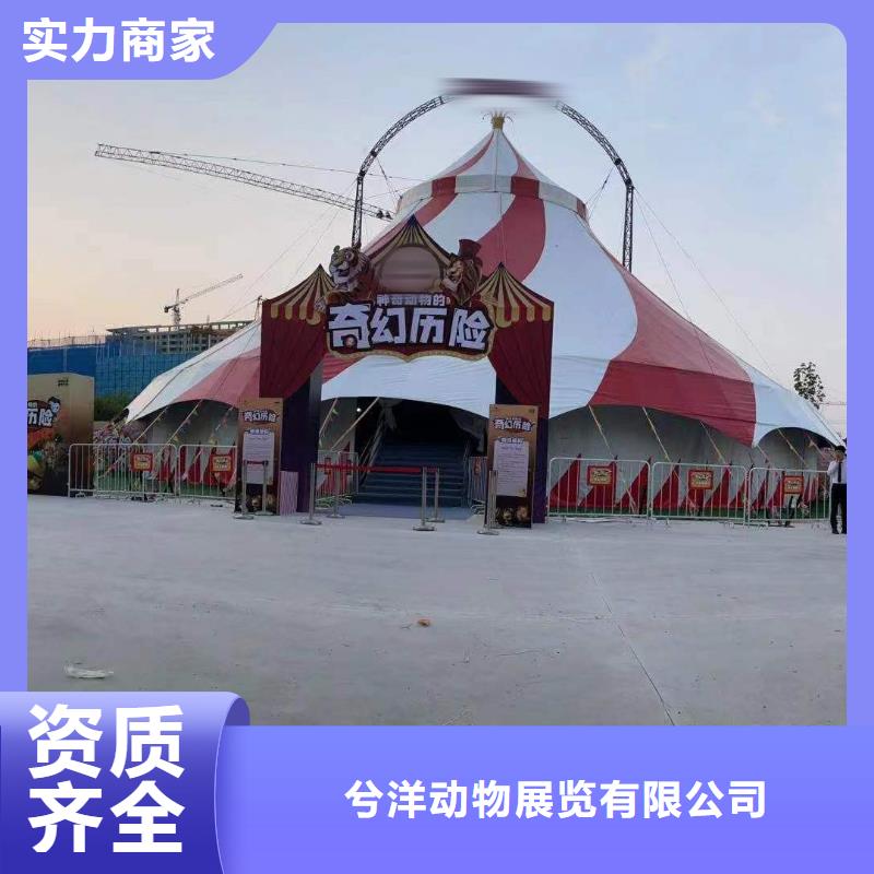 马戏团/羊驼马戏团表演出租租赁实力商家