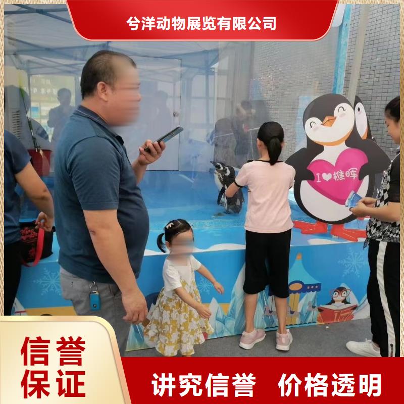 海洋主题动物表演海狮表演出租价格公道