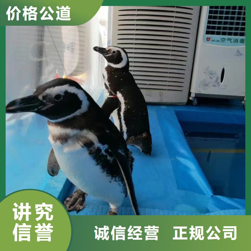 海洋主题动物表演,美人鱼表演专业团队