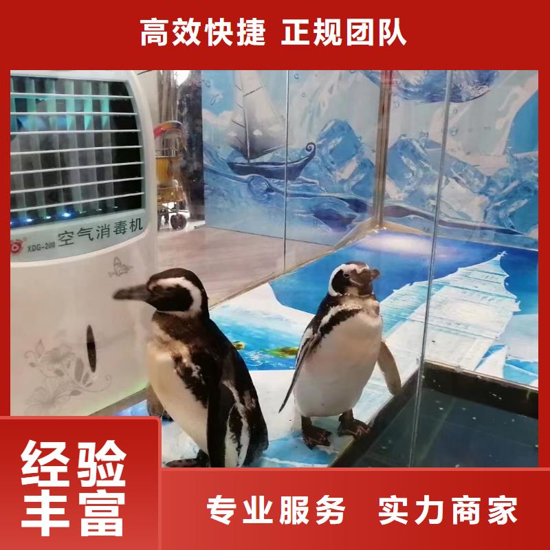 【海洋主题动物表演】杂耍演出品质优