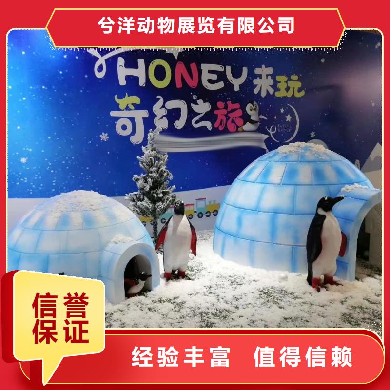 海洋主题动物表演【企鹅演出】比同行便宜