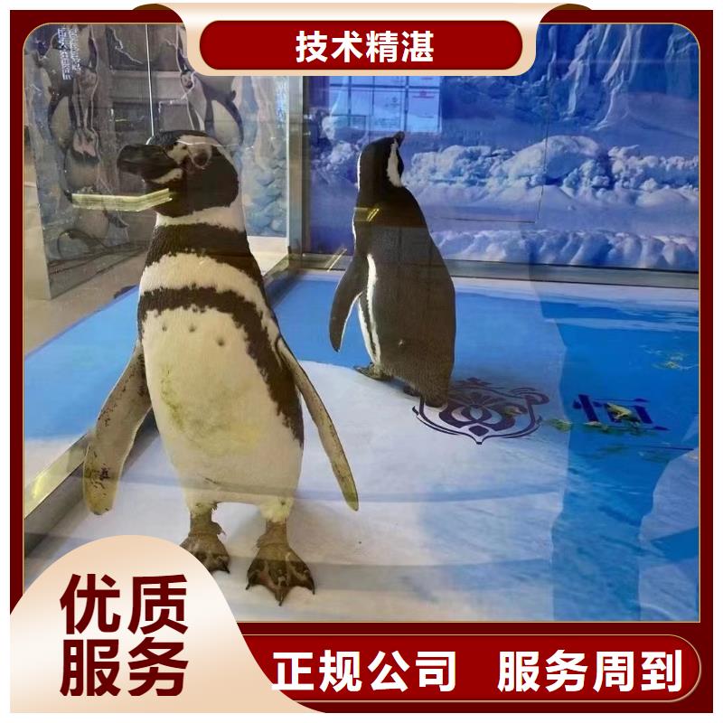 海洋主题动物表演_动物表演租赁实力团队