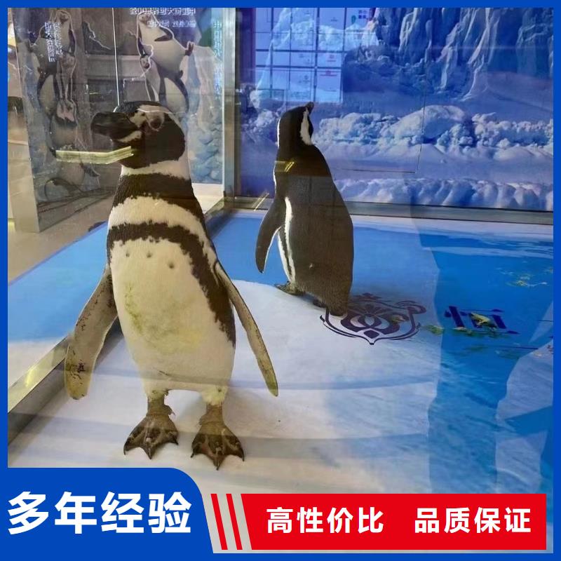 海洋主题动物表演_【马戏团表演出租租赁】一站式服务