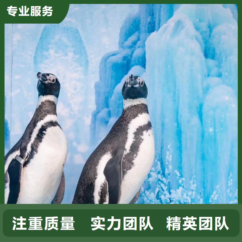 海洋主题动物表演出租羊驼多家服务案例