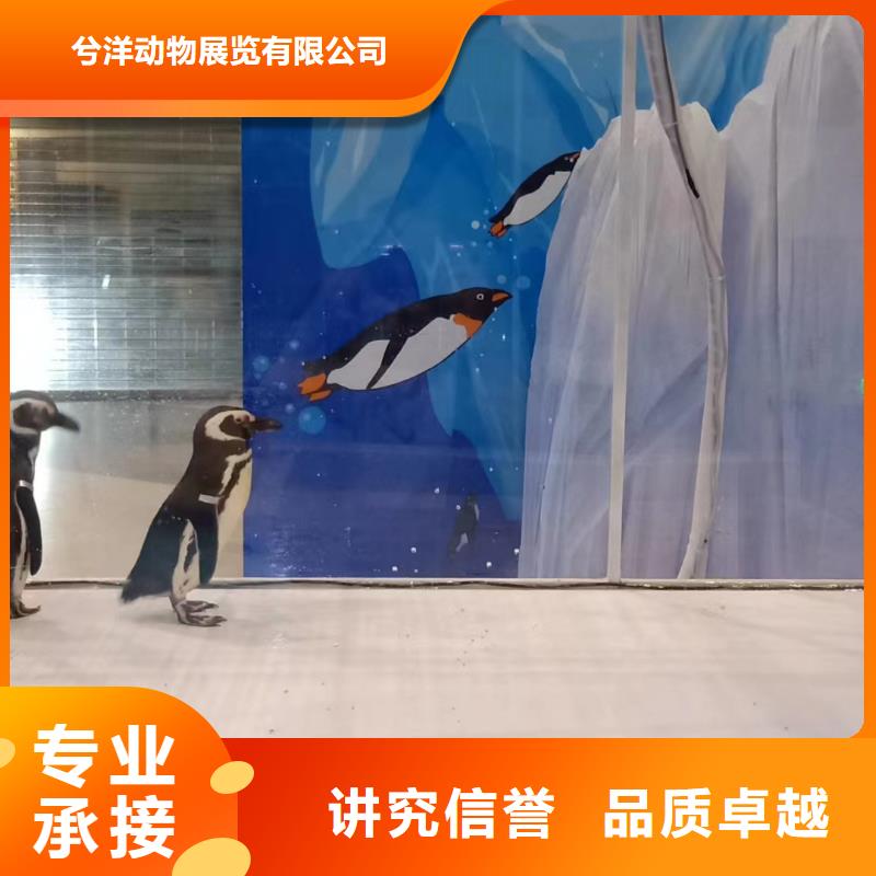 海洋主题动物表演 【马戏团表演出租租赁】专业公司