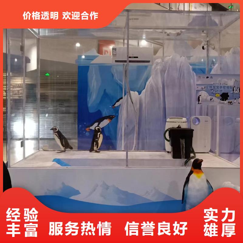 海洋主题动物表演-海狮表演出租实力商家