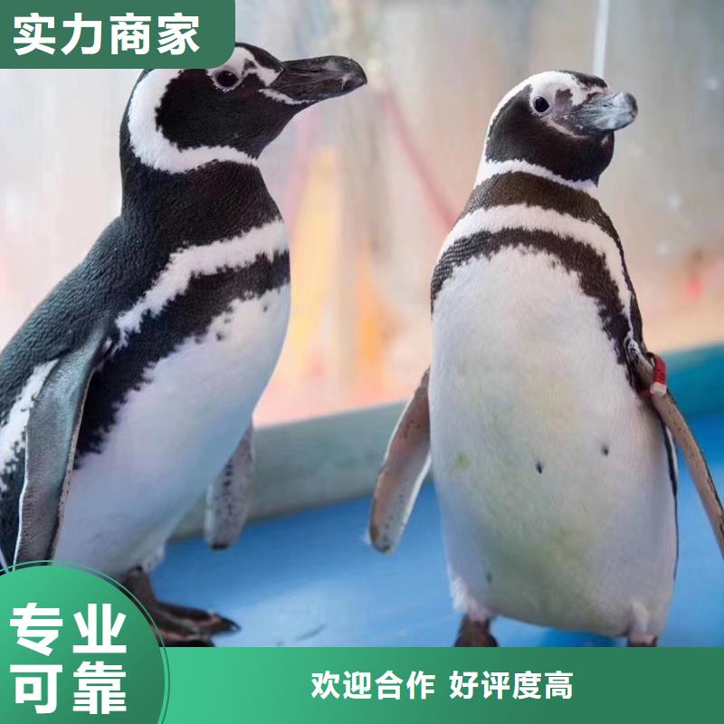 【海洋主题动物表演【出租海狮表演】解决方案】