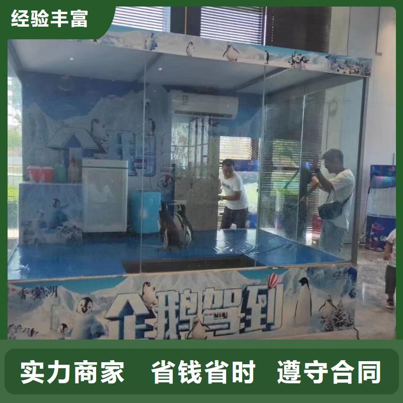 海洋主题动物表演羊驼表演实力公司