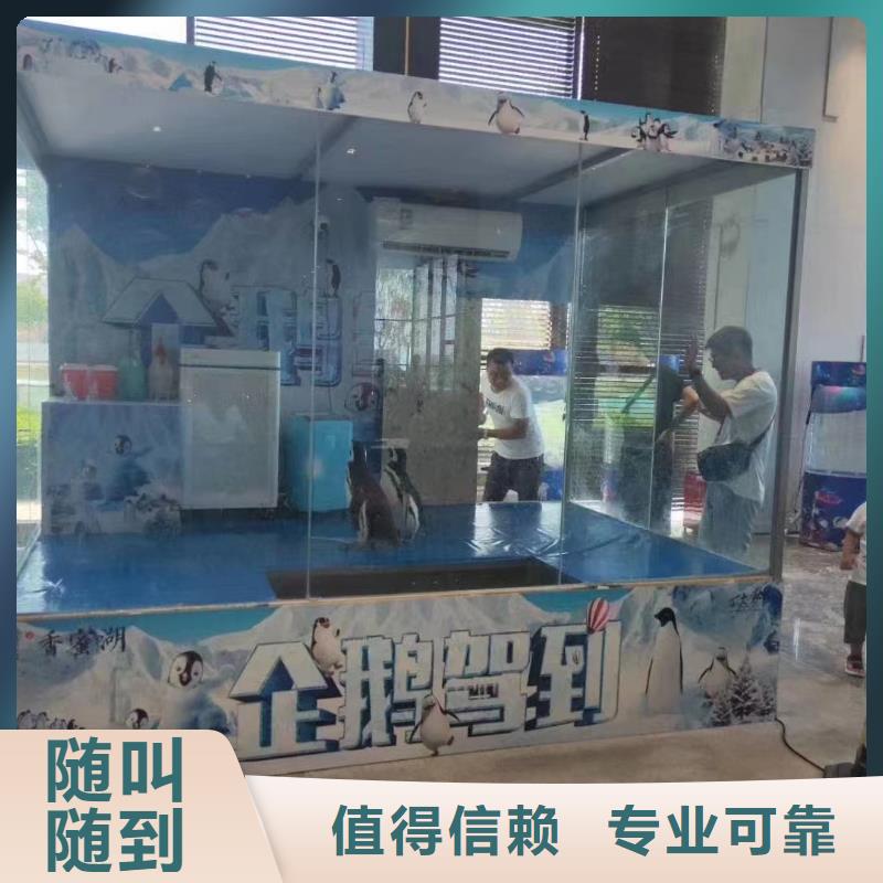 海洋主题动物表演_出租企鹅全市24小时服务