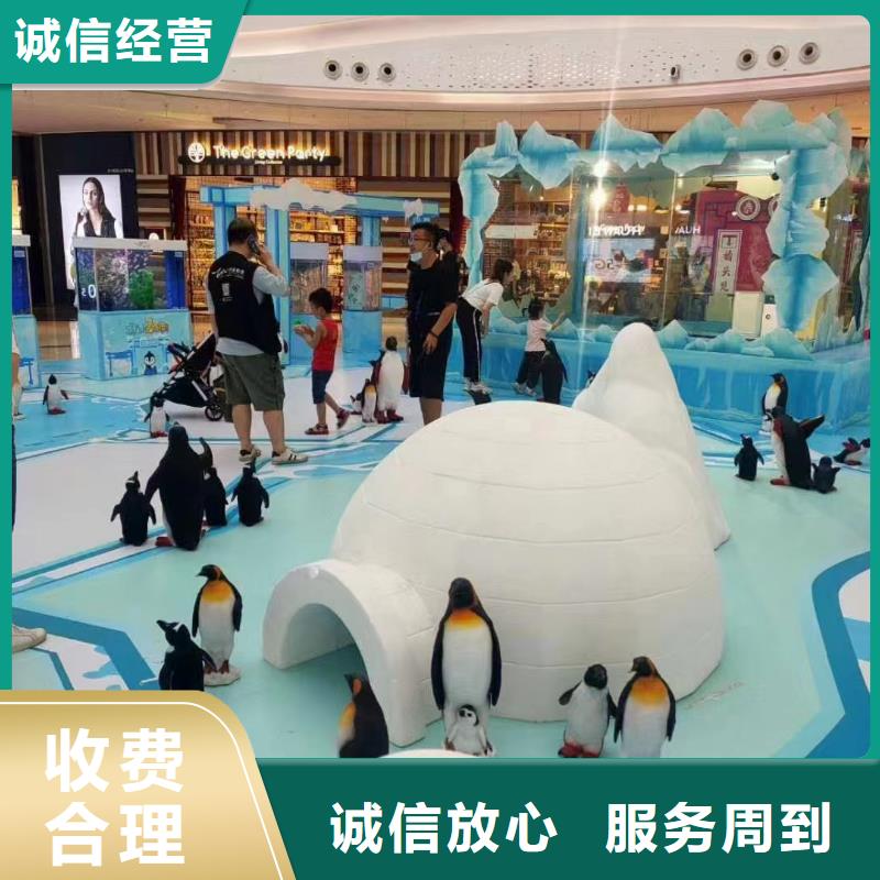 桂林周边企鹅租赁暖场气氛