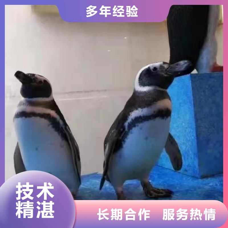 海狮表演租赁周边