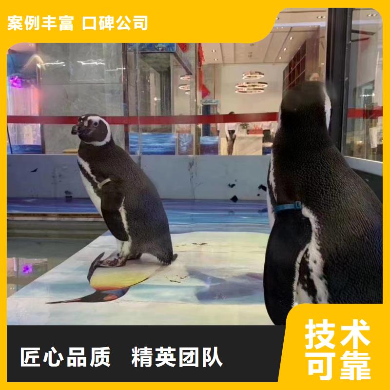 海洋主题动物表演【羊驼出租】专业可靠