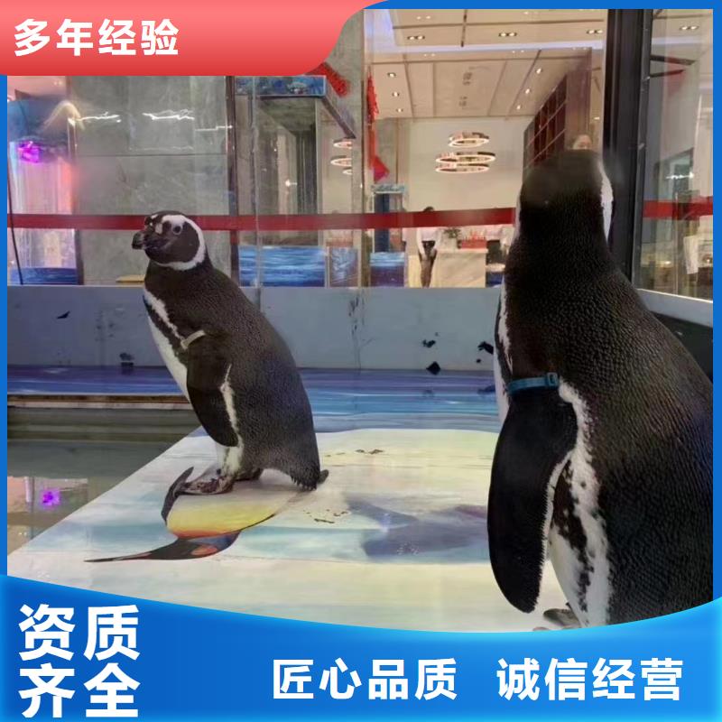 【海洋主题动物表演小马戏出租资质齐全】