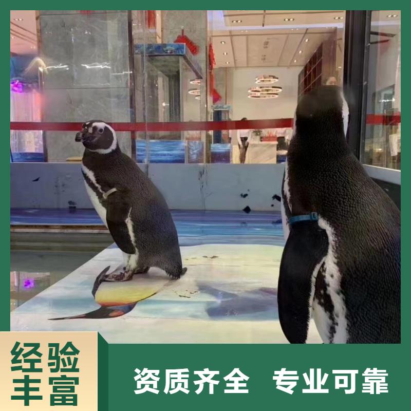 海洋主题动物表演美人鱼表演专业服务