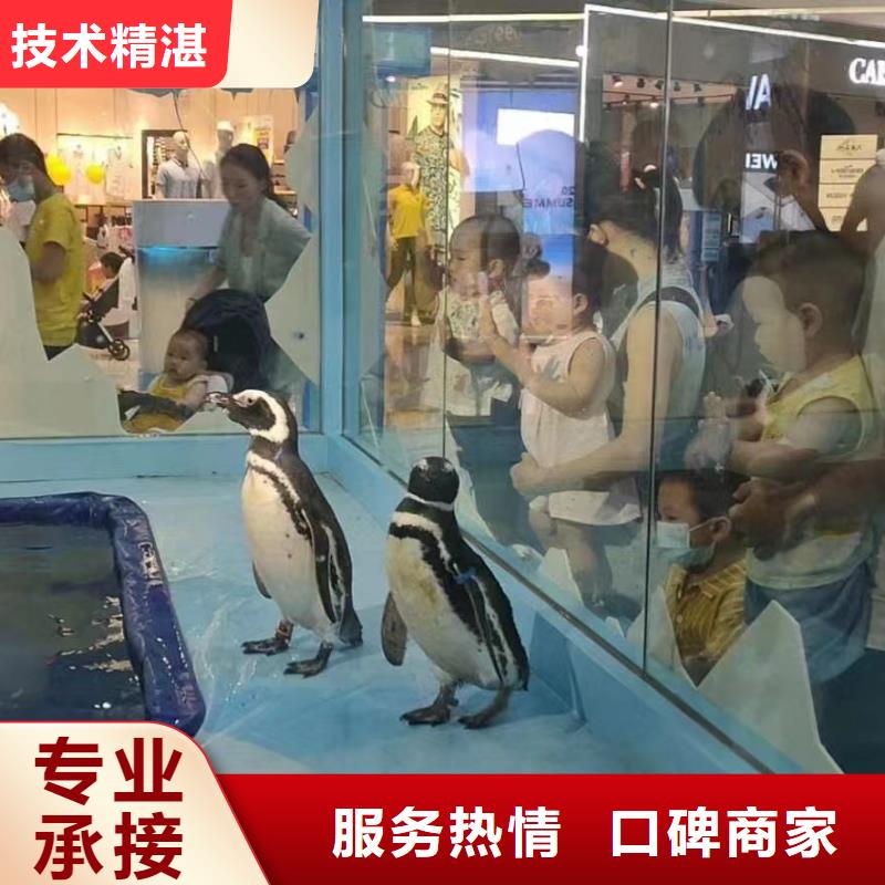 海洋主题动物表演【企鹅演出】实力商家