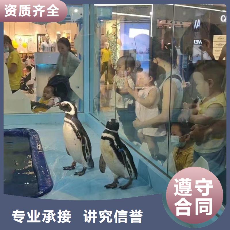 企鹅出租免费策划