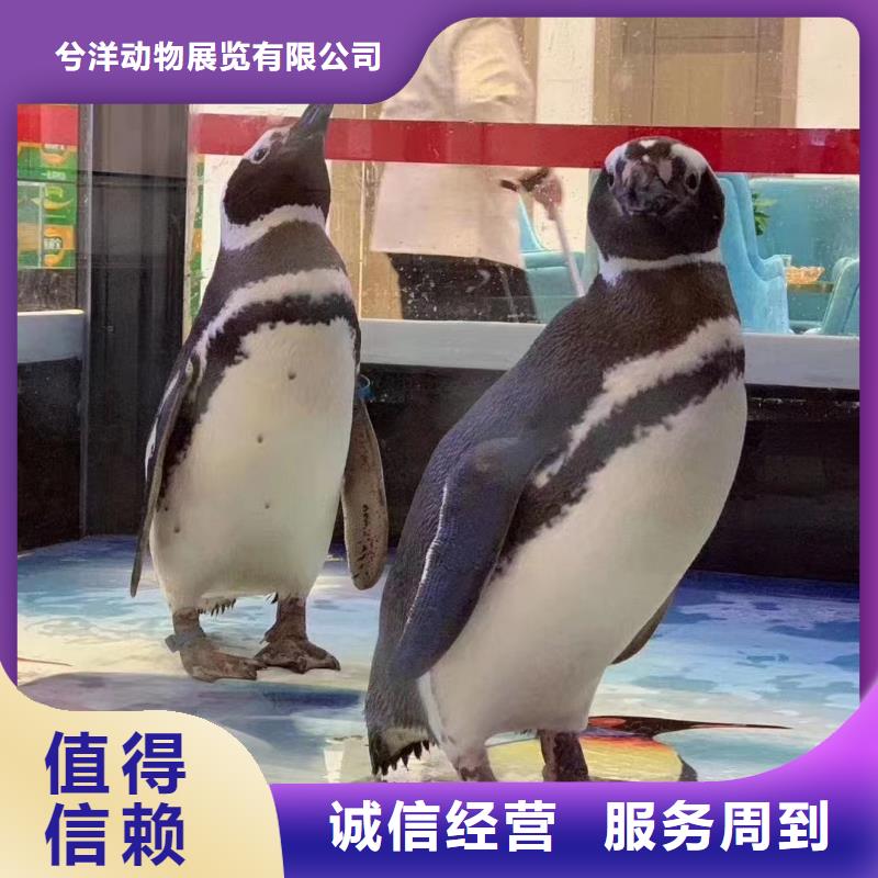 海洋主题动物表演 马戏团表演多年经验