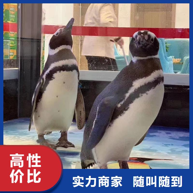 海洋主题动物表演【小马戏出租】口碑商家