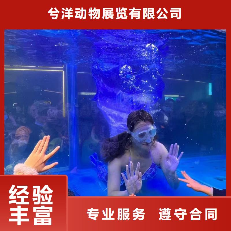海洋主题动物表演马戏团表演好评度高