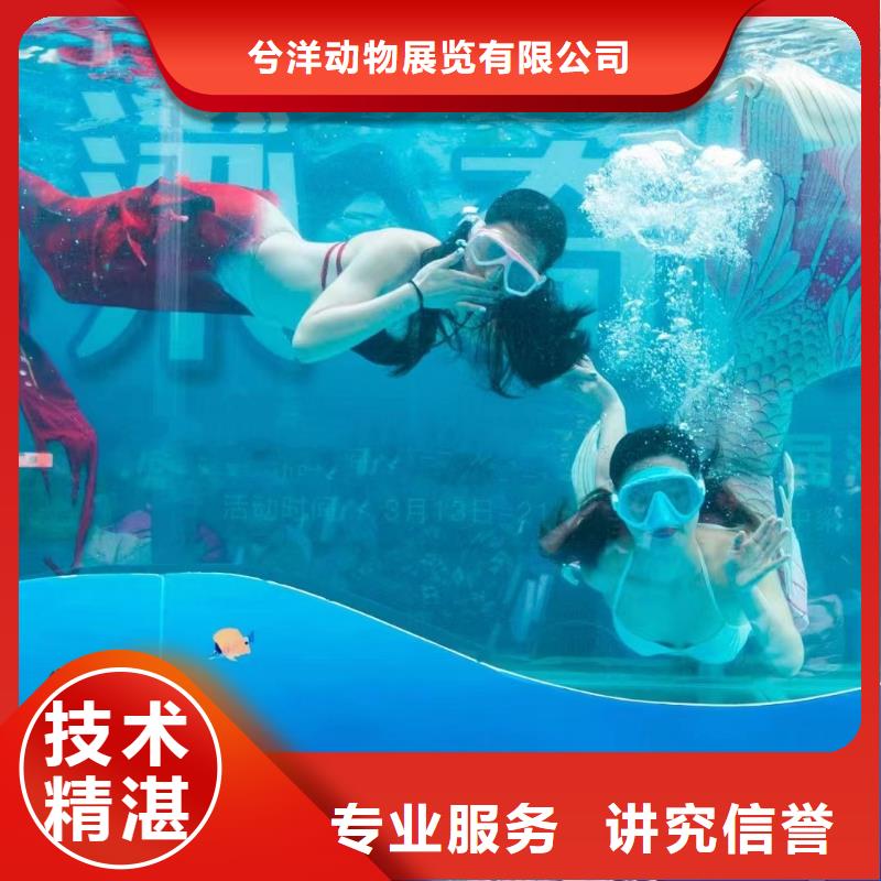 海洋主题动物表演,【出租海狮表演】高品质