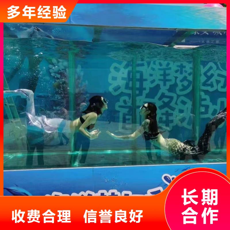 海洋主题动物表演 【出租企鹅表演】放心之选