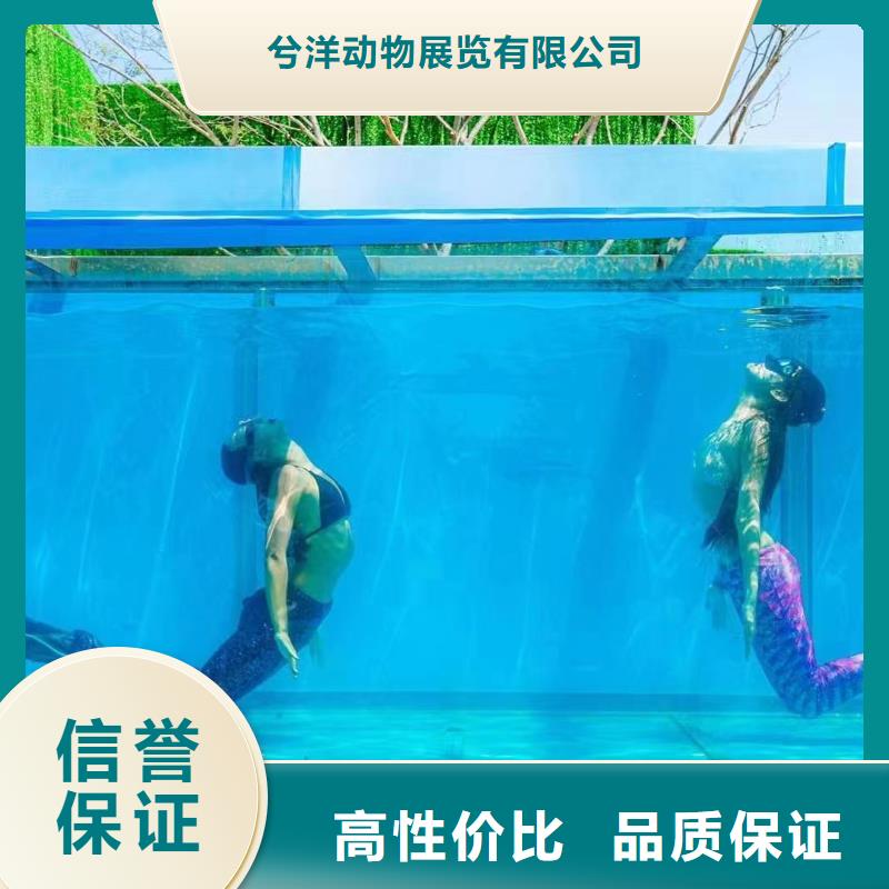 海洋主题动物表演 海狮表演出租快速