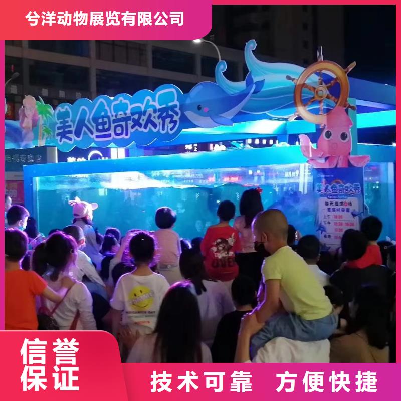 海洋主题动物表演_企鹅出租信誉保证