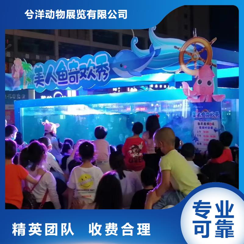 海洋主题动物表演杂技表演租赁服务品质保证