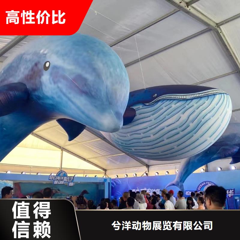 海洋主题动物表演马戏团表演先进的技术