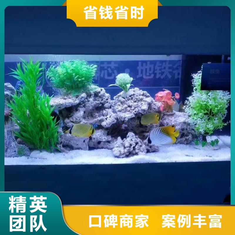 海洋主题动物表演海狮表演出租团队