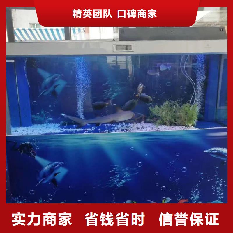 海洋主题动物表演,美人鱼表演专业团队