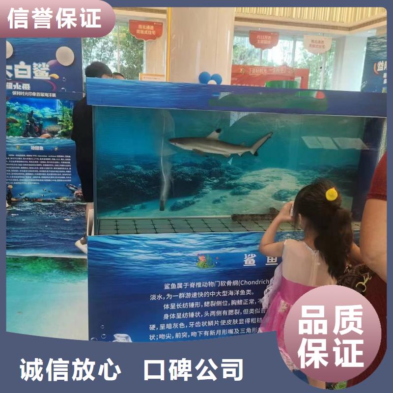 海洋主题动物表演动物杂技表演方便快捷