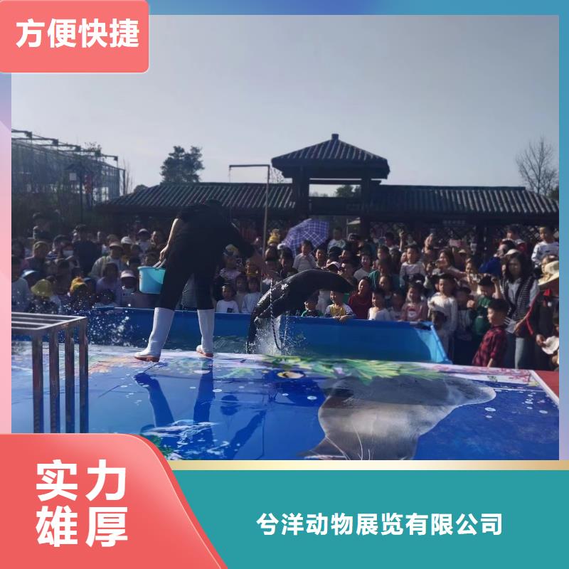 海狮表演租赁活动图片