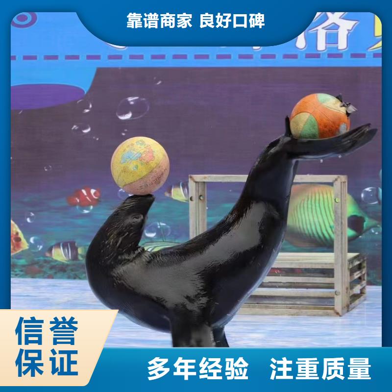 海洋主题动物表演海狮表演出租正规