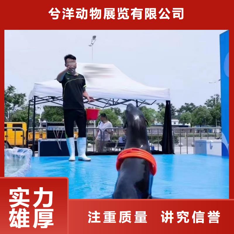 海洋主题动物表演动物表演快速响应
