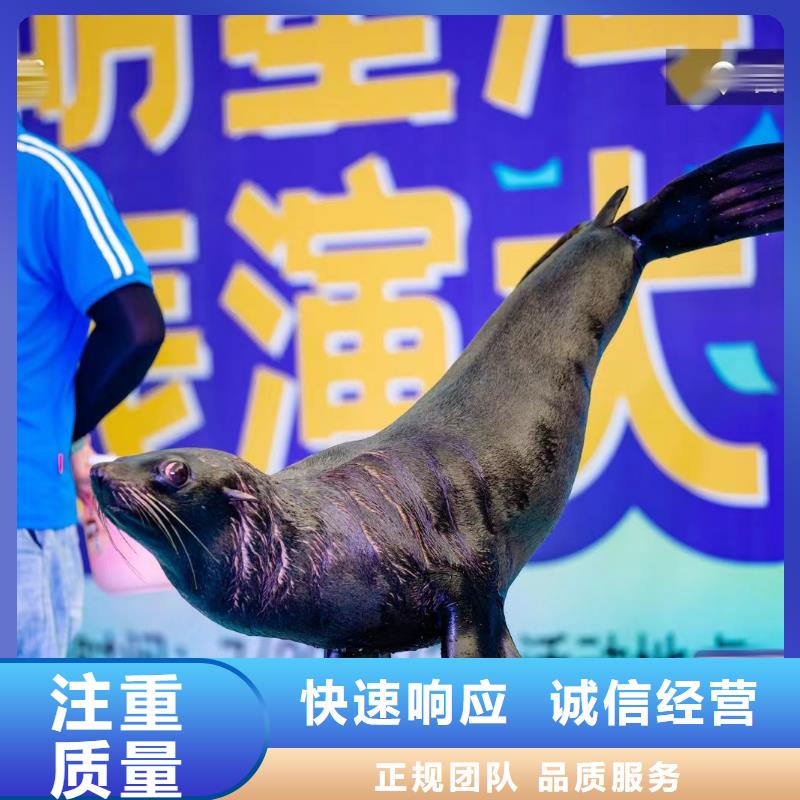 【海洋主题动物表演】-羊驼出租精英团队