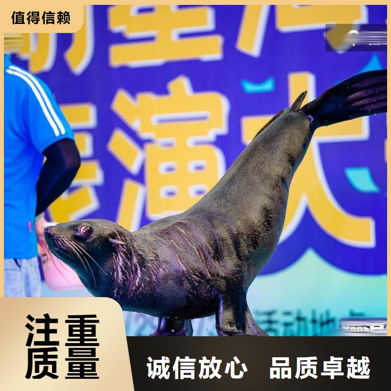 海洋主题动物表演_景区杂技表演承接